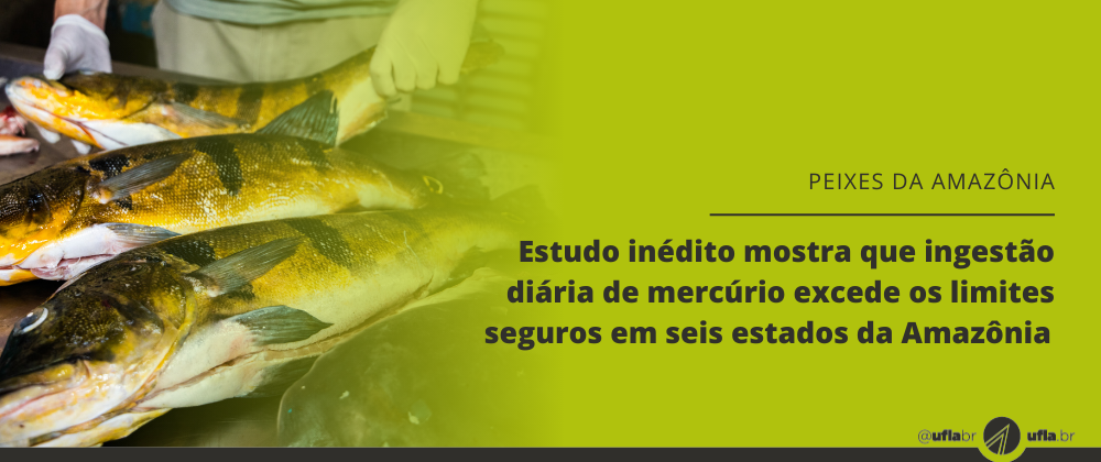  Estudo inédito mostra que ingestão diária de mercúrio excede os limites seguros em seis estados da Amazônia 
