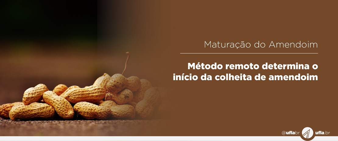 Pesquisa propõe método remoto para identificar ponto ótimo de maturação do amendoim