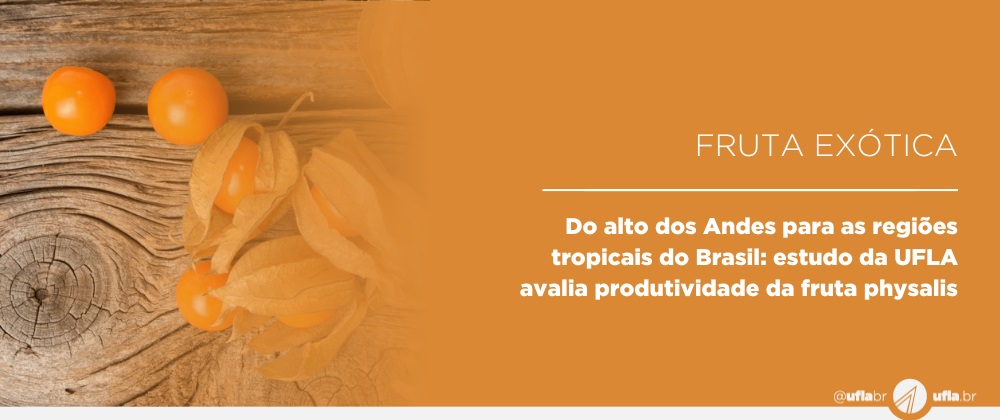 Do alto dos Andes para as regiões tropicais do Brasil: estudo da UFLA avalia produtividade da fruta physalis
