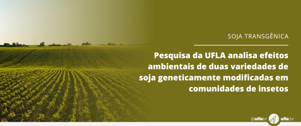 Pesquisa da UFLA analisa efeitos ambientais de duas variedades de soja geneticamente modificadas em comunidades de insetos