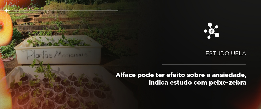Alface pode ter efeito sobre a ansiedade, indica estudo com peixe-zebra