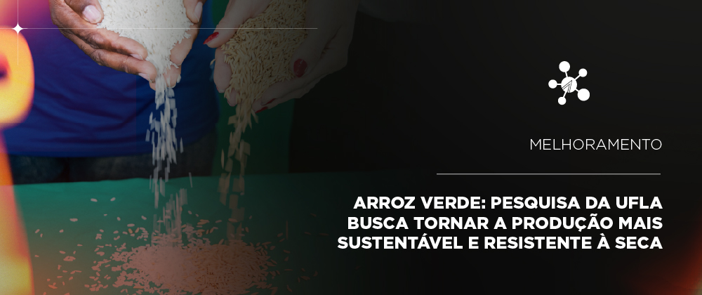  Arroz verde: pesquisa da UFLA busca tornar a produção mais sustentável e resistente à seca