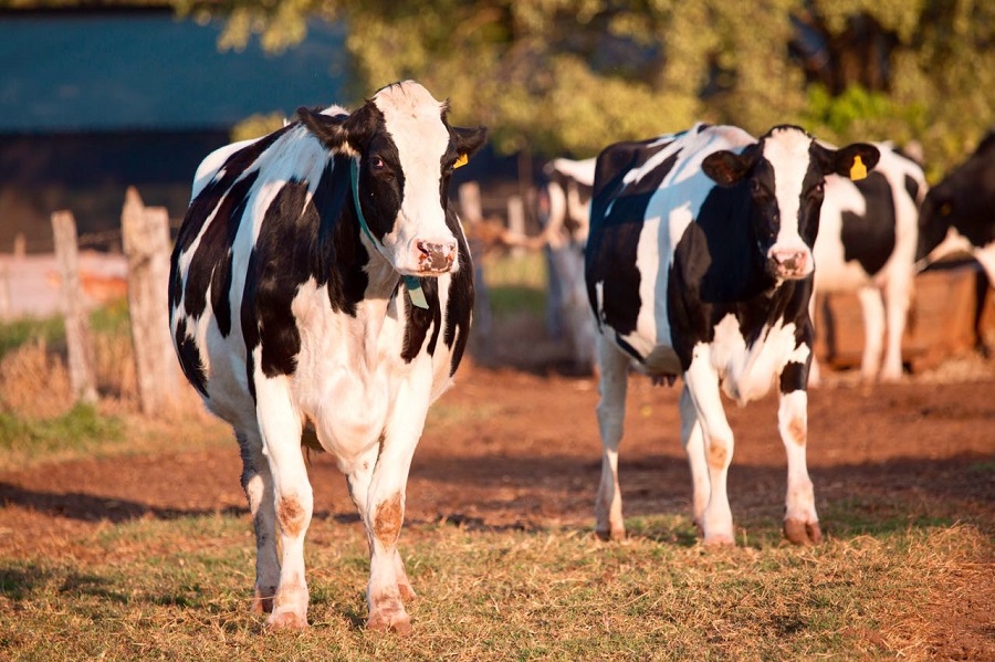vacas holandesas