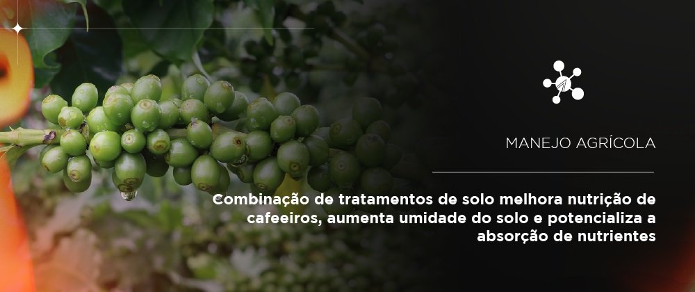 Pesquisa da UFLA avalia eficácia de 20 tratamentos de solo para cultivo de café