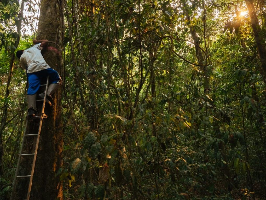 Equipe de trabalho de campo, medindo árvores na Amazônia brasileira. Créditos: Adam Ronan/ Rede Amazônia Sustentável.